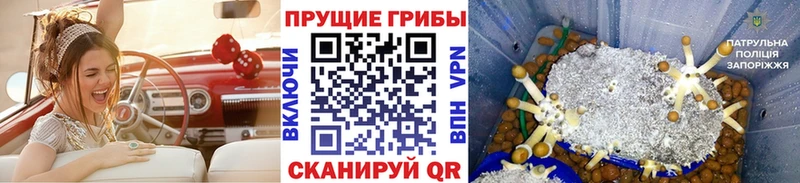 Псилоцибиновые грибы Psilocybe  Кириши 